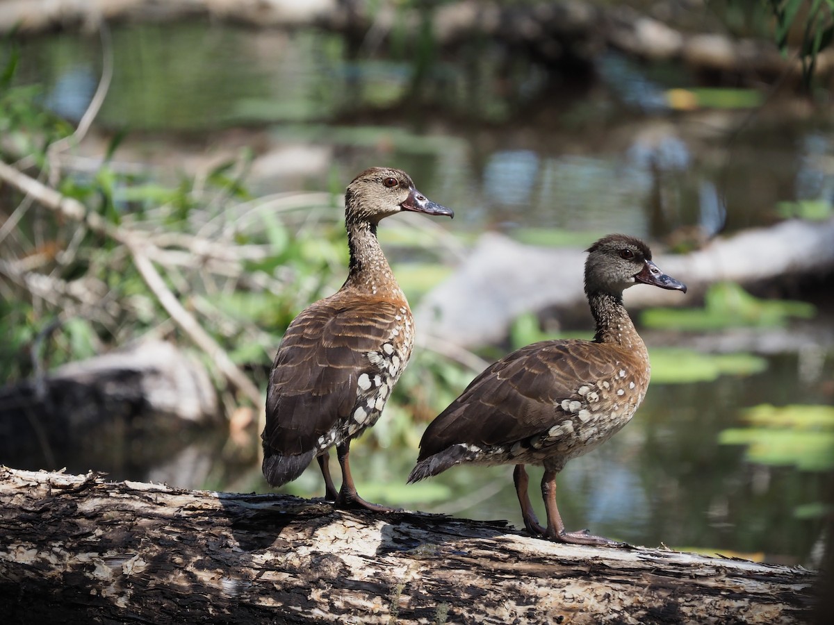 Spotted Whistling-Duck - ML617259894