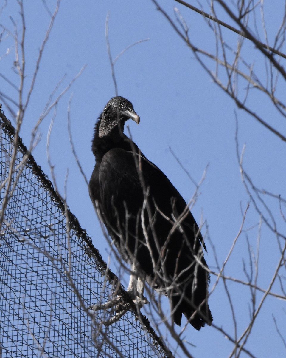 Black Vulture - Julie Doerr