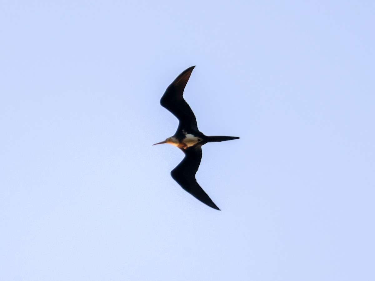 Christmas Island Frigatebird - ML617259977