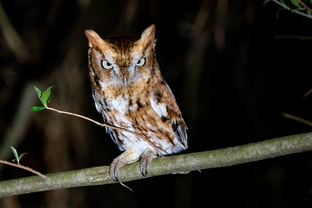 Eastern Screech-Owl (Northern) - ML617260014
