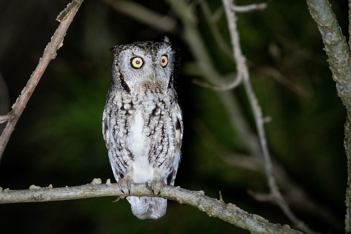 Eastern Screech-Owl (Northern) - ML617260015