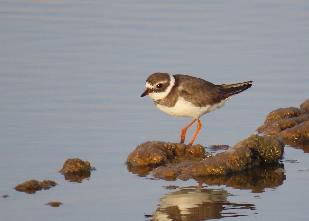 Common Ringed Plover - ML617260024
