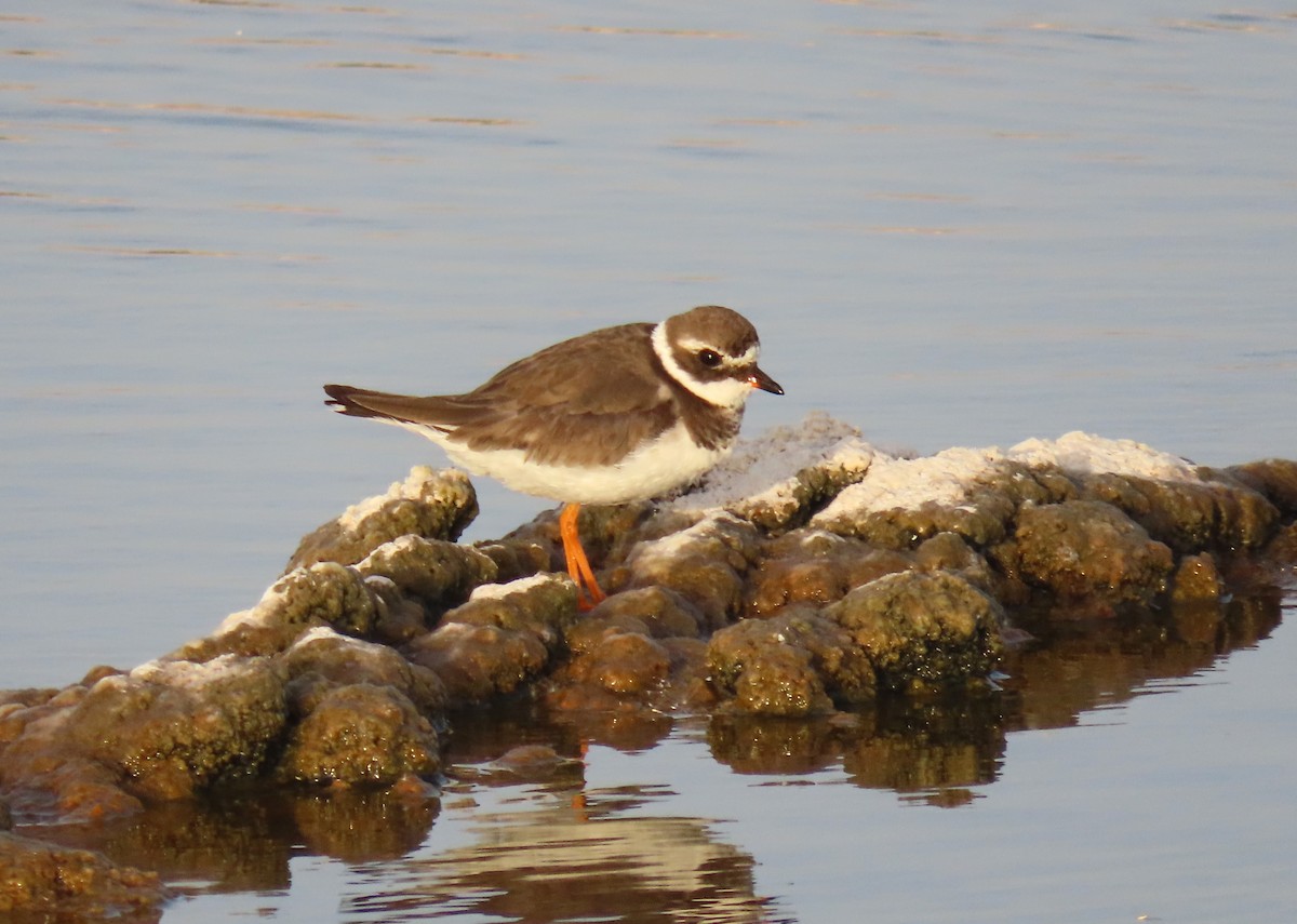 Common Ringed Plover - ML617260025