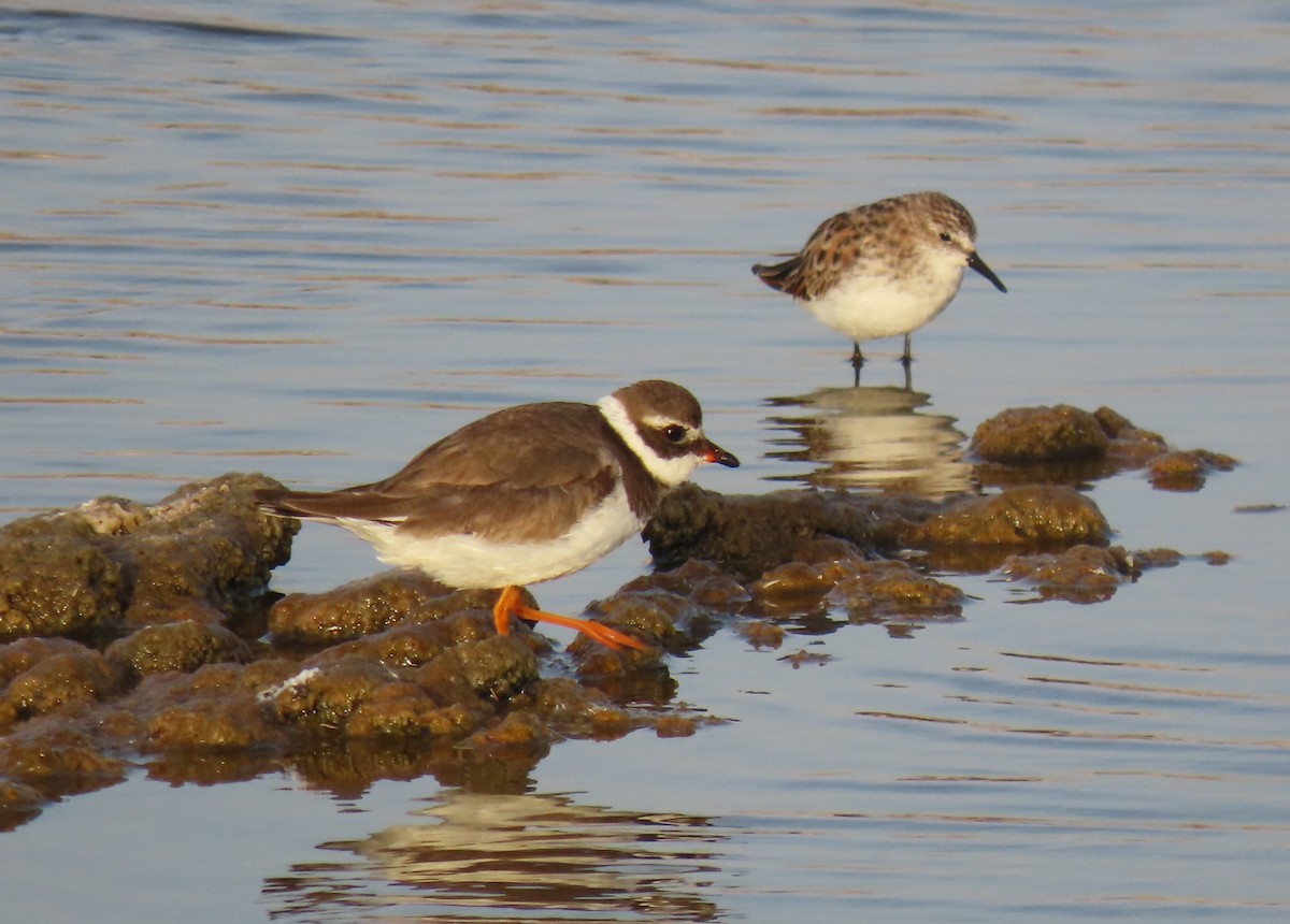 Common Ringed Plover - ML617260026