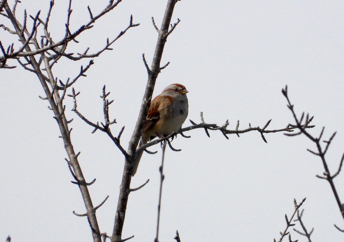 American Tree Sparrow - ML617260067