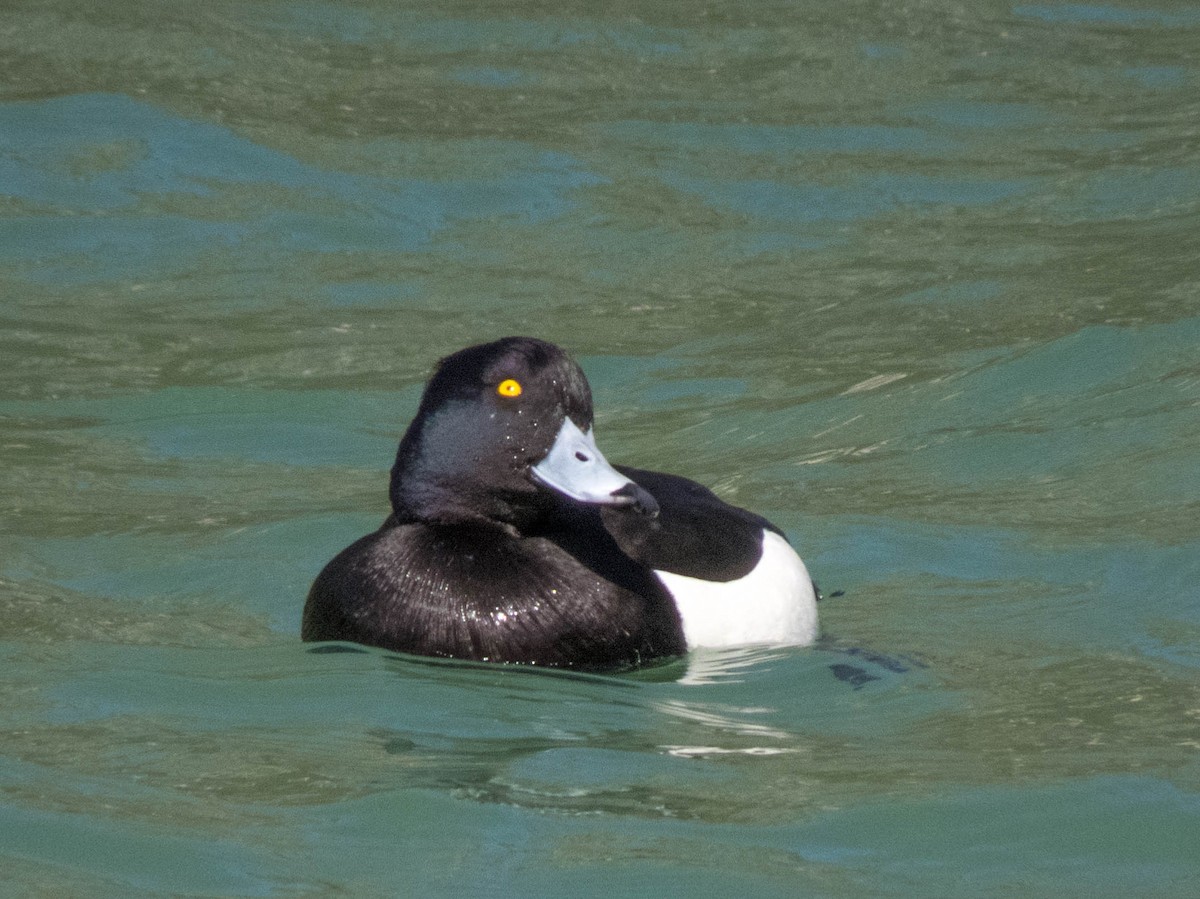 Tufted Duck - ML617260082
