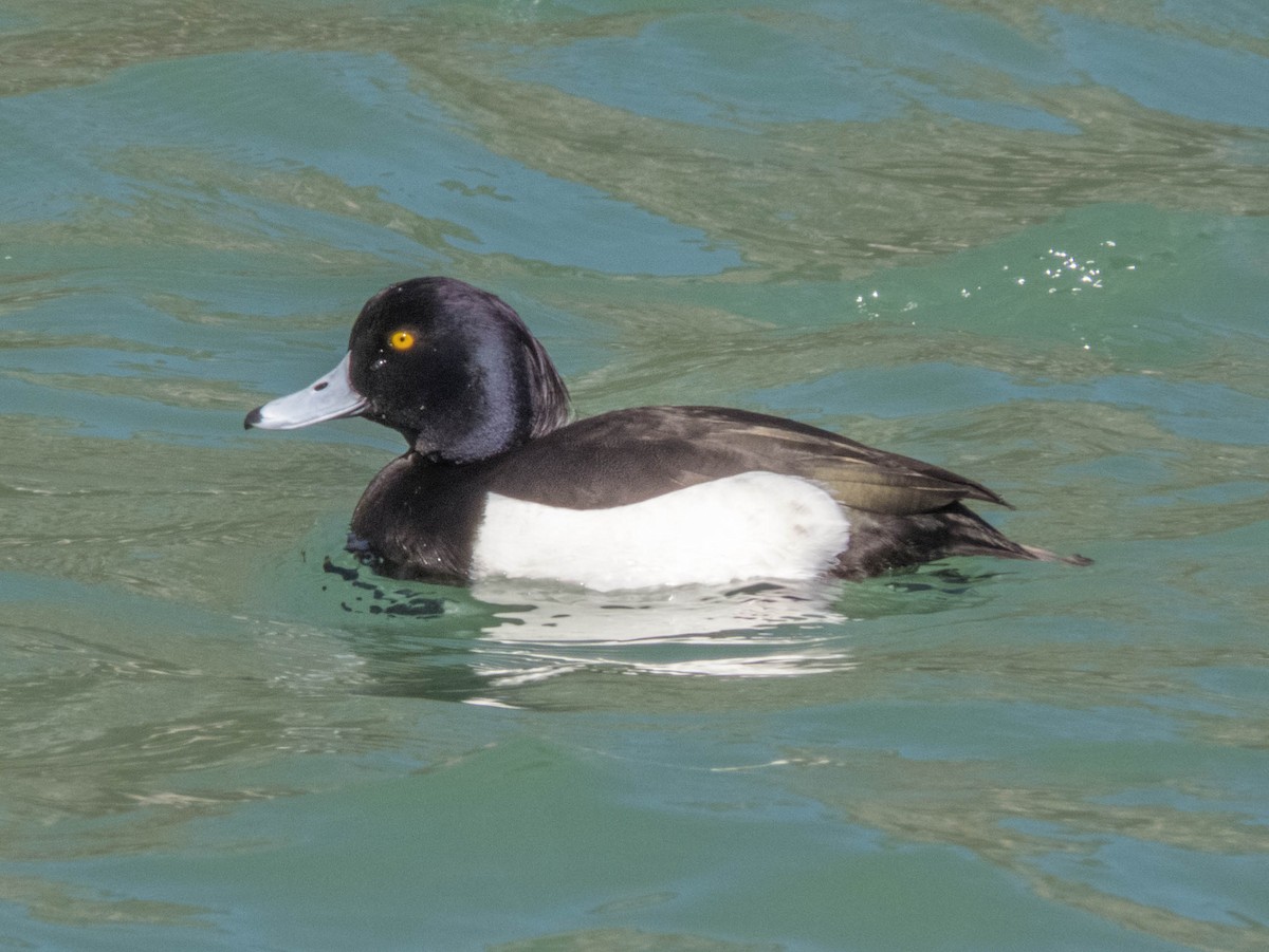 Tufted Duck - ML617260083