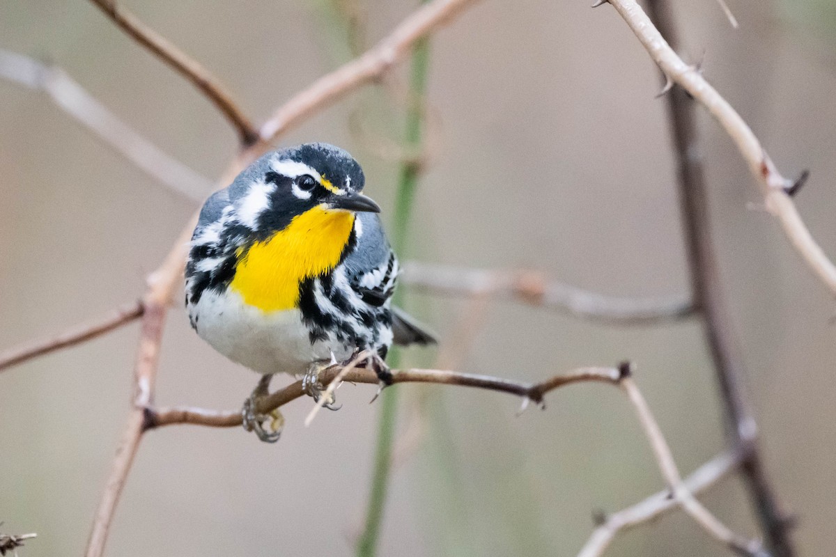 Yellow-throated Warbler (dominica/stoddardi) - ML617260117