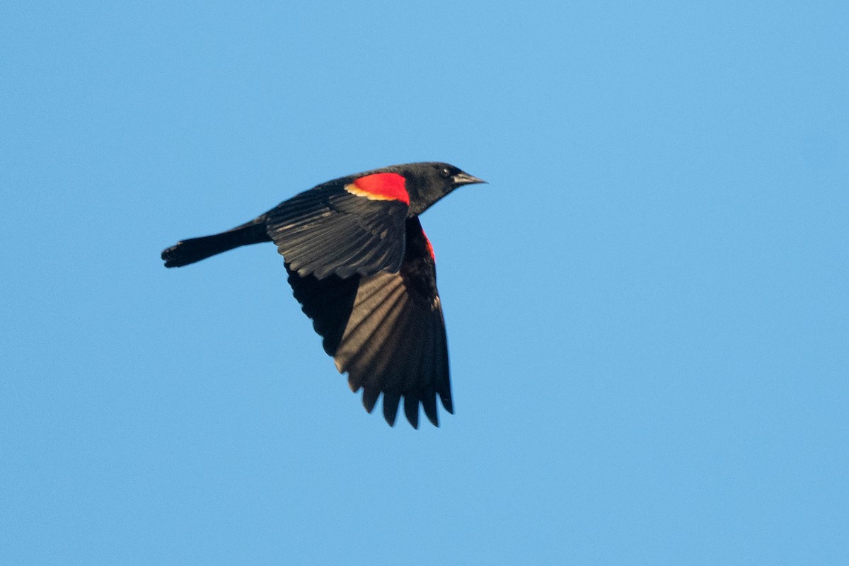 Red-winged Blackbird - ML617260175