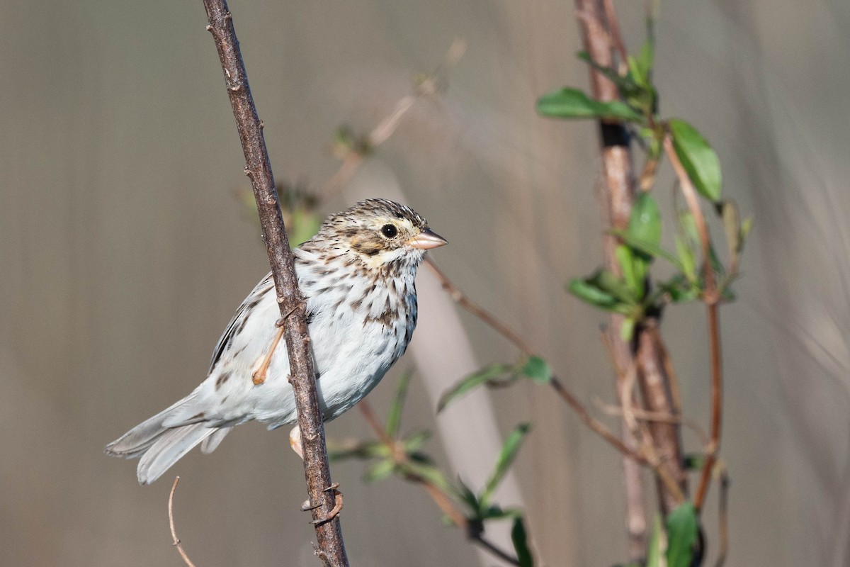 Savannah Sparrow (Savannah) - ML617260182