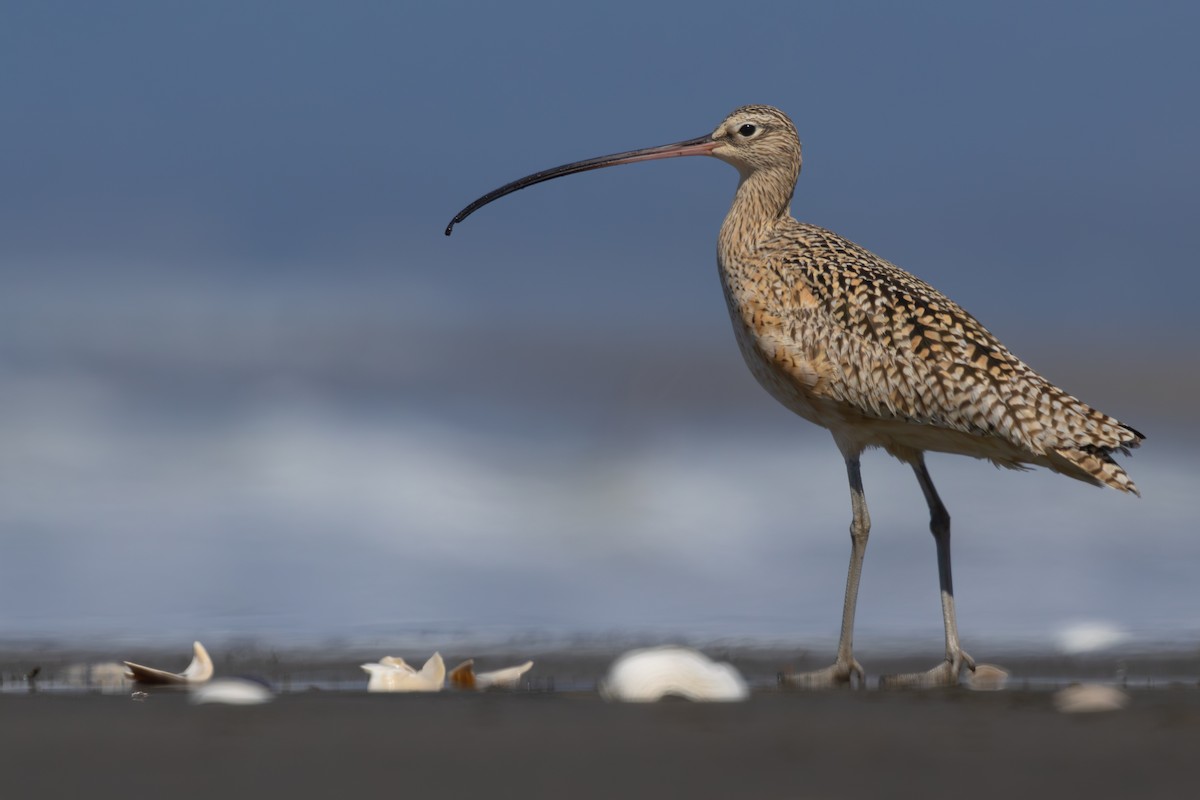 Long-billed Curlew - ML617260204