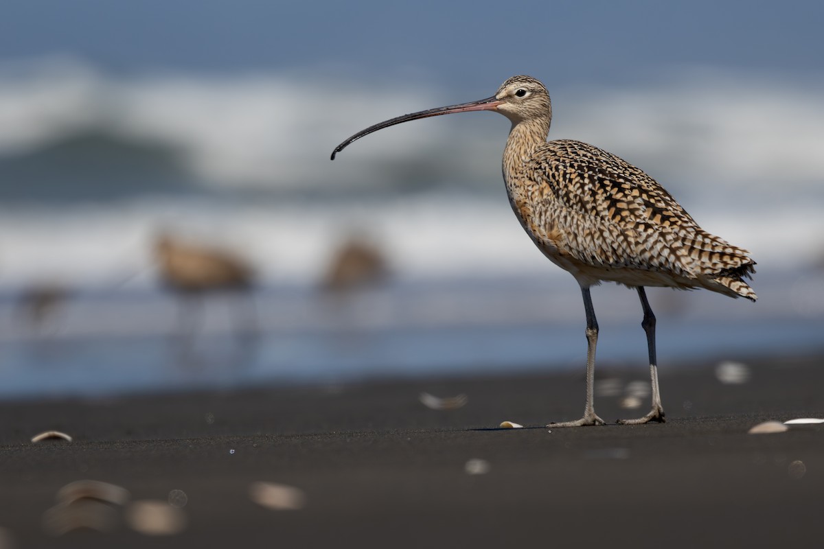 Long-billed Curlew - ML617260205