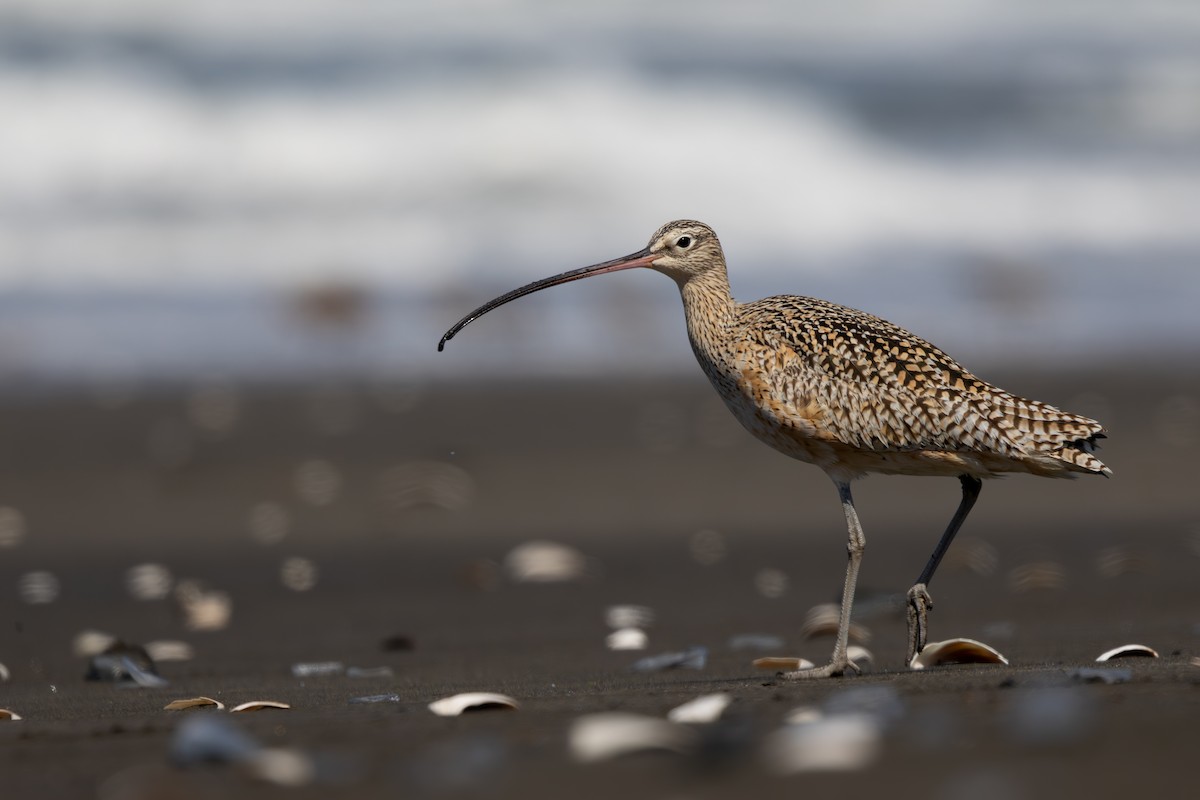 Long-billed Curlew - Emily Tallo