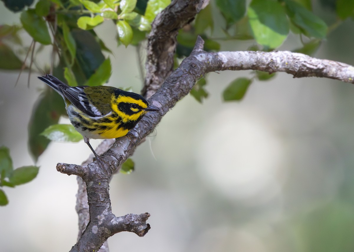 Townsend's Warbler - Emily Tallo