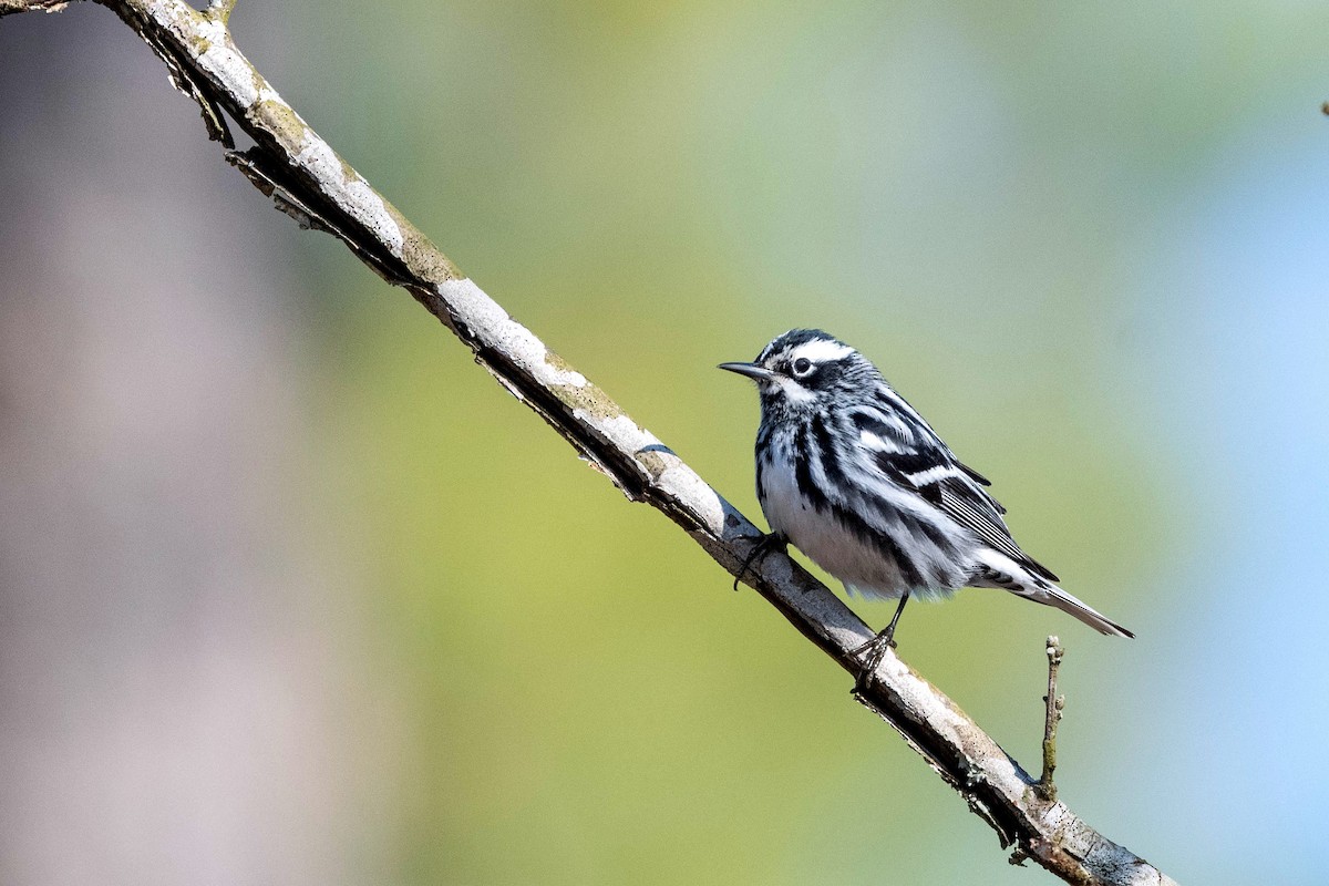 Black-and-white Warbler - ML617260288