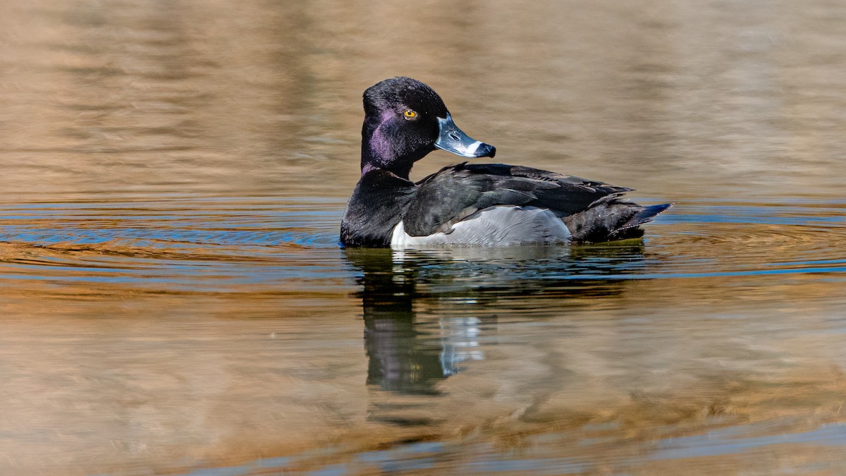 Ring-necked Duck - Michael McGovern