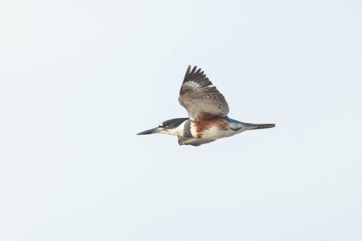 Belted Kingfisher - ML617260304