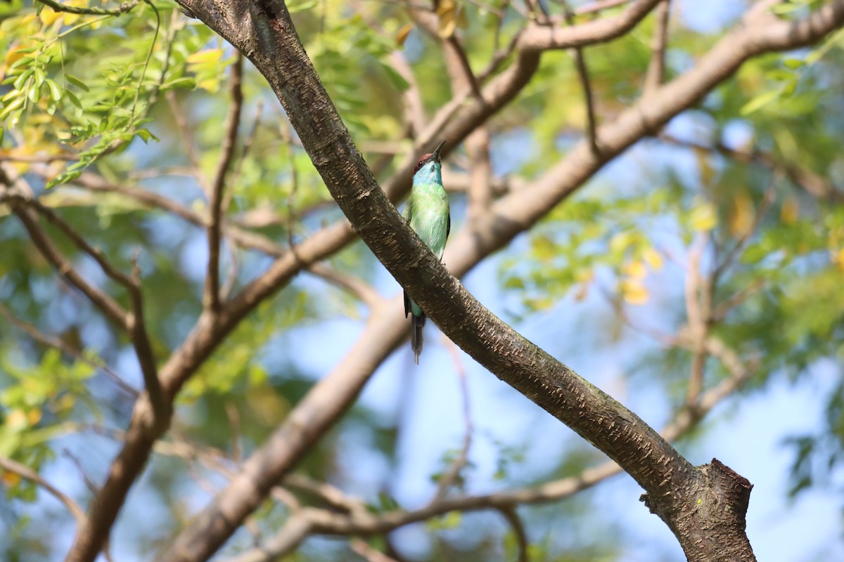Blue-throated Bee-eater - ML617260351