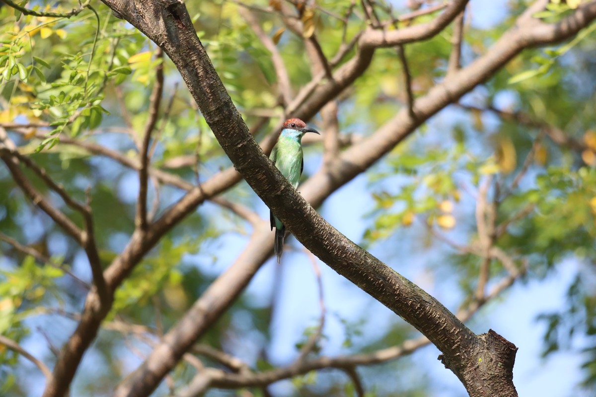 Blue-throated Bee-eater - ML617260358
