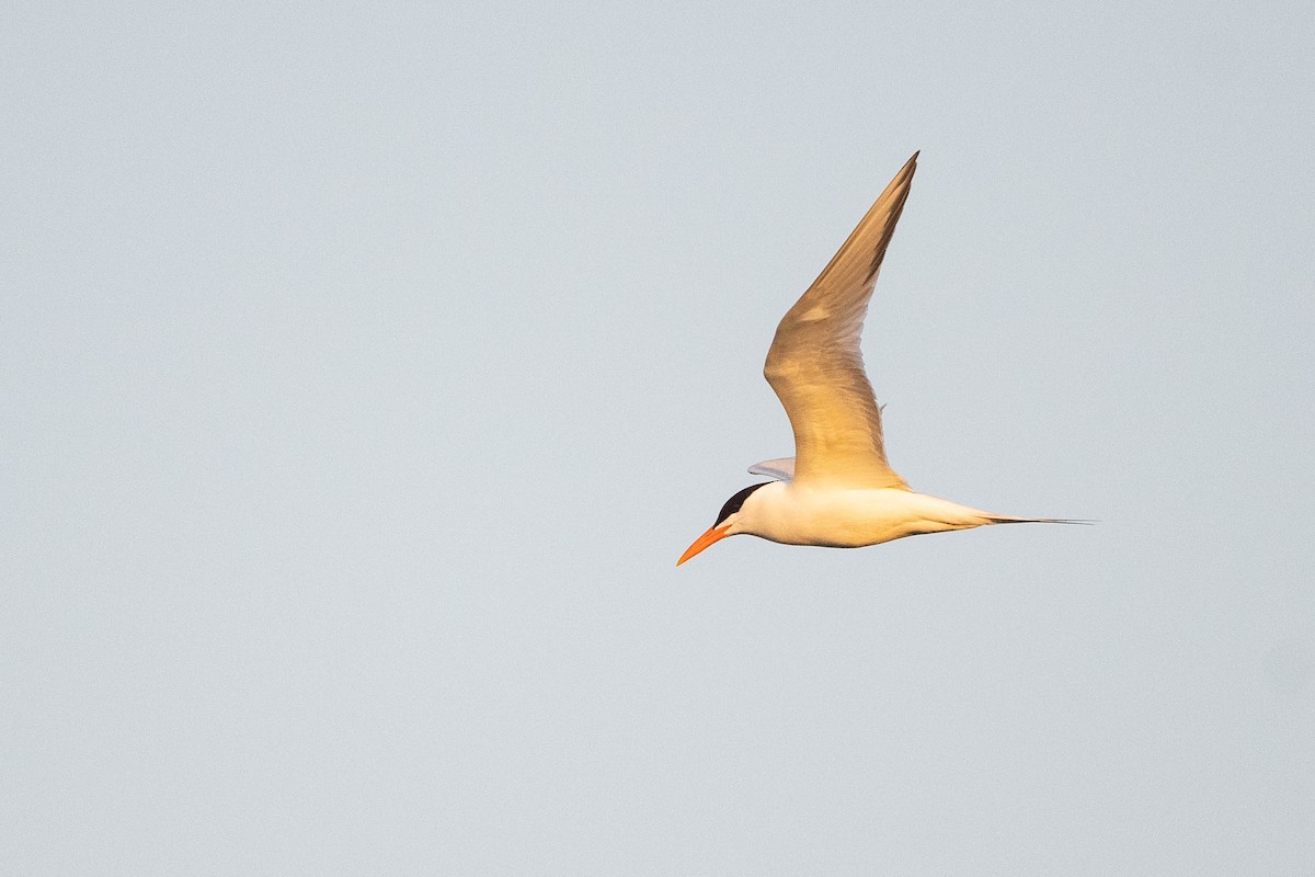 Royal Tern - Jonathan Irons