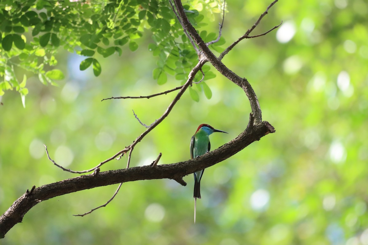 Blue-throated Bee-eater - ML617260379