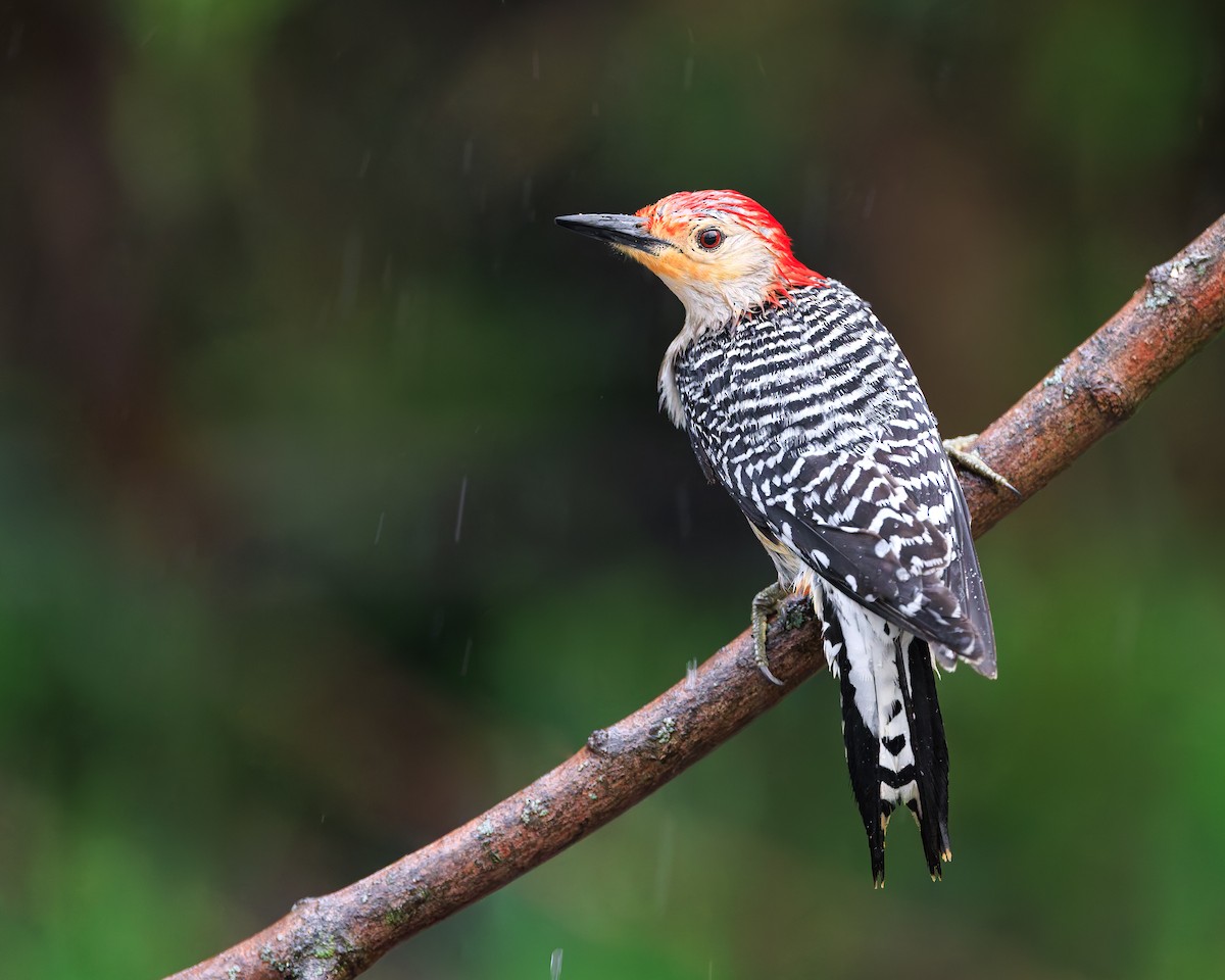 Red-bellied Woodpecker - ML617260383