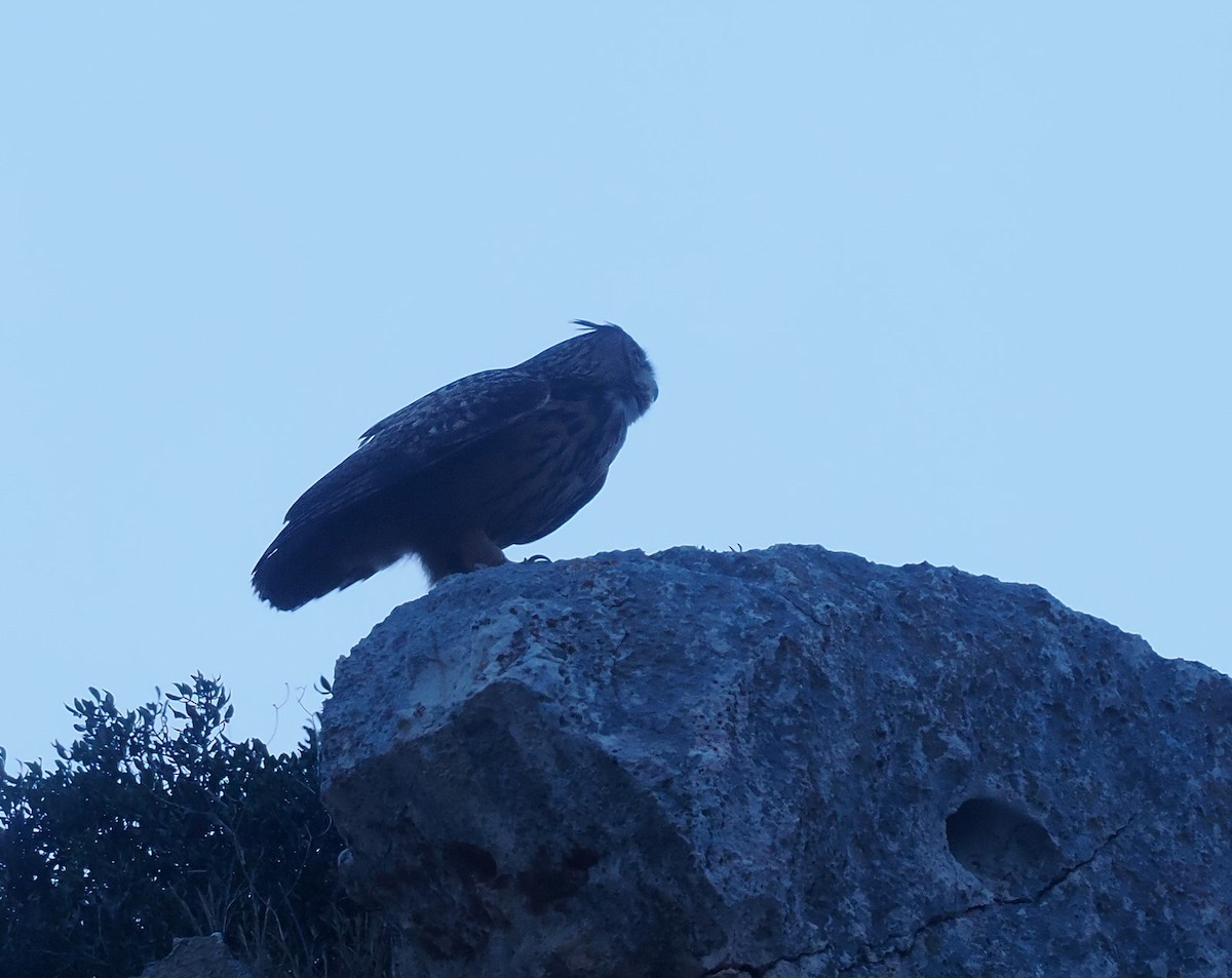 Eurasian Eagle-Owl - ML617260539