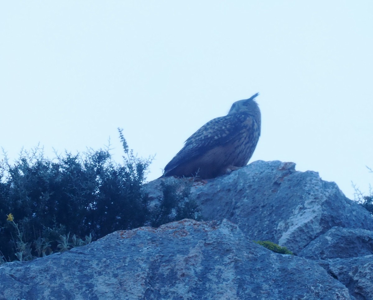 Eurasian Eagle-Owl - ML617260540