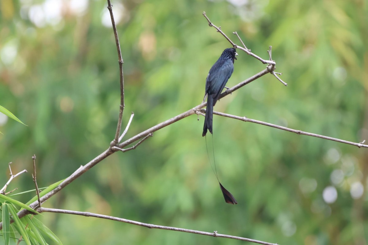 Greater Racket-tailed Drongo - ML617260546