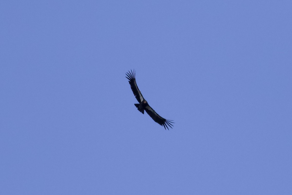 Condor de Californie - ML617260630