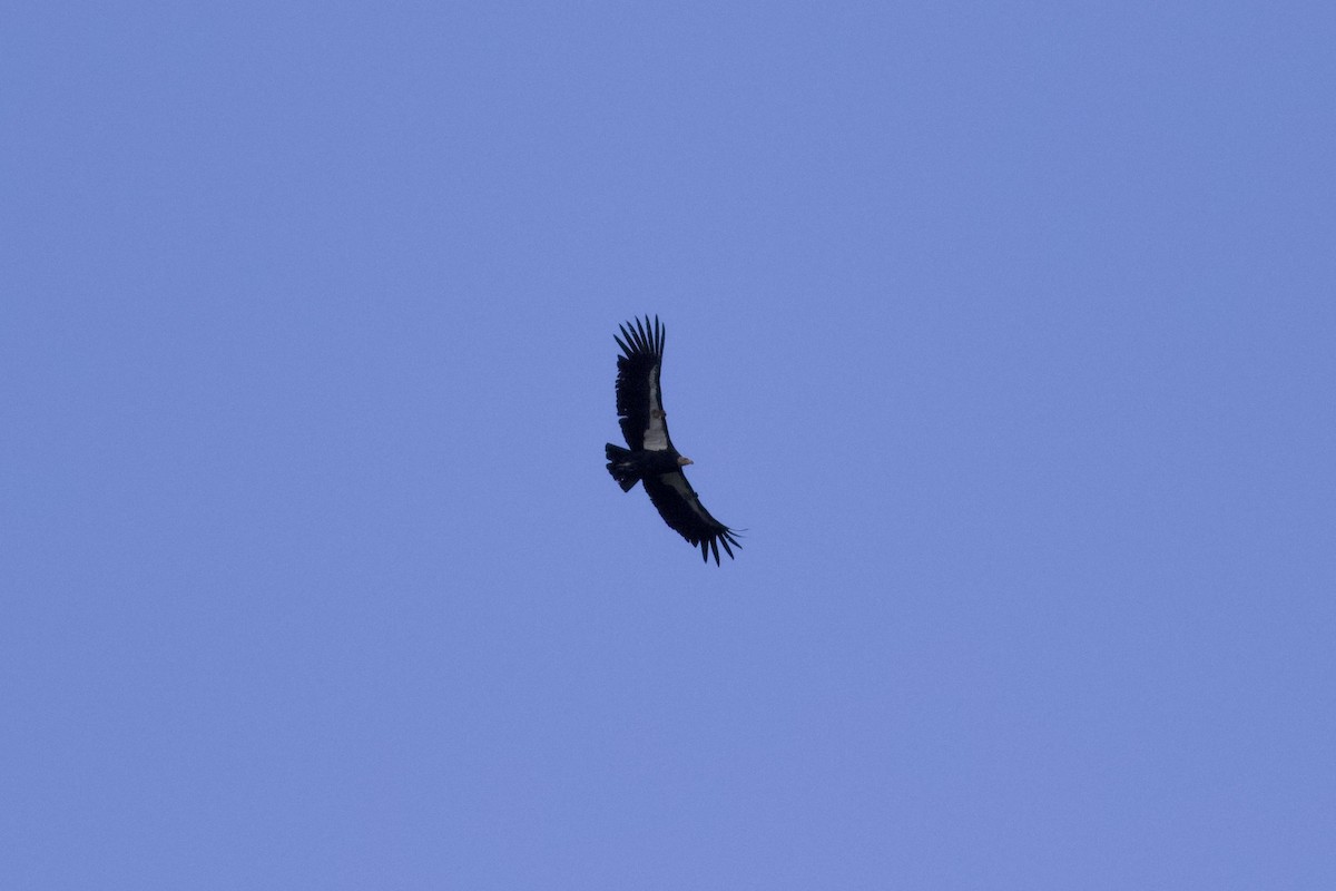 Condor de Californie - ML617260631