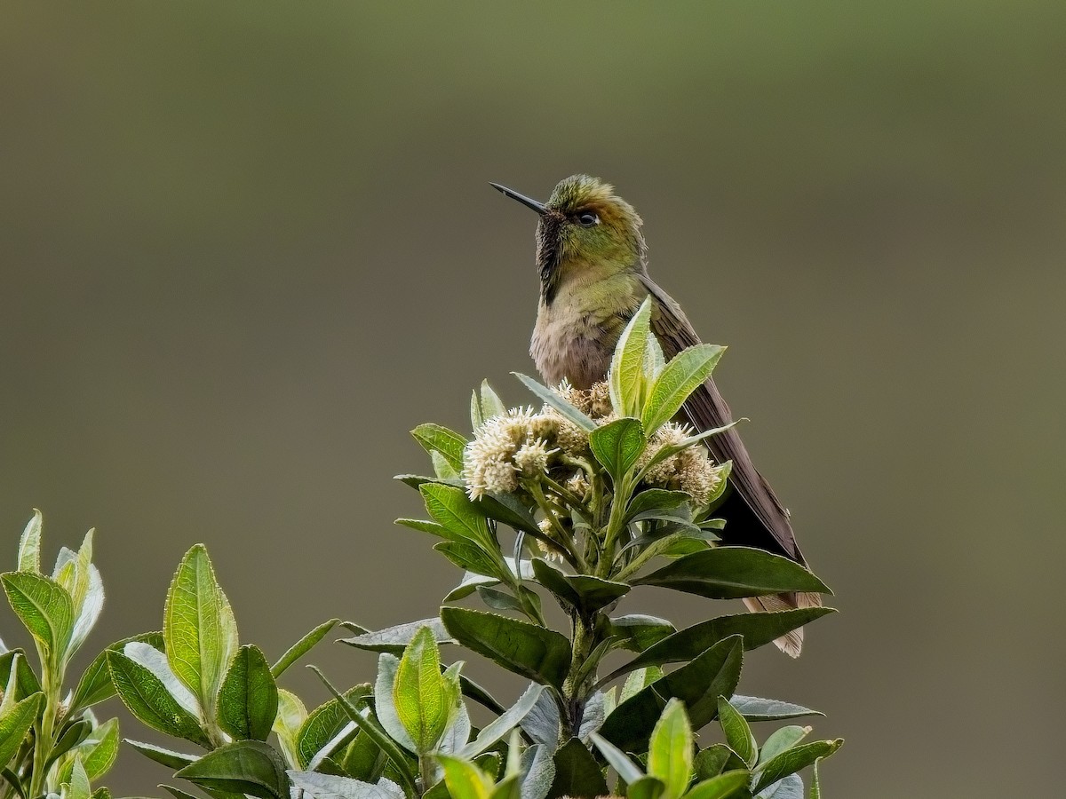 kolibřík hnědobrvý - ML617260759