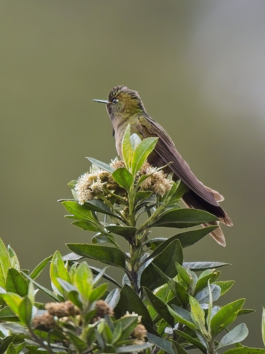 kolibřík hnědobrvý - ML617260761