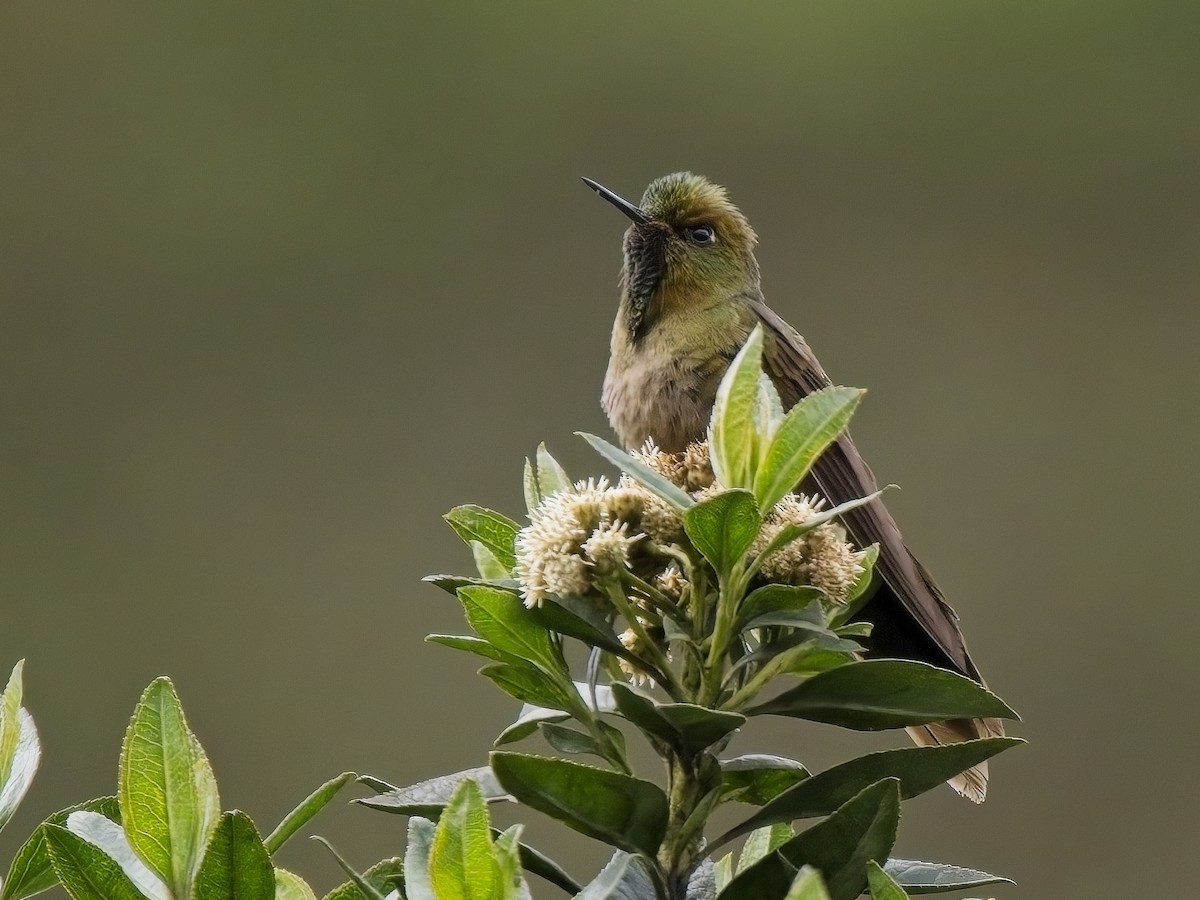 kolibřík hnědobrvý - ML617260762