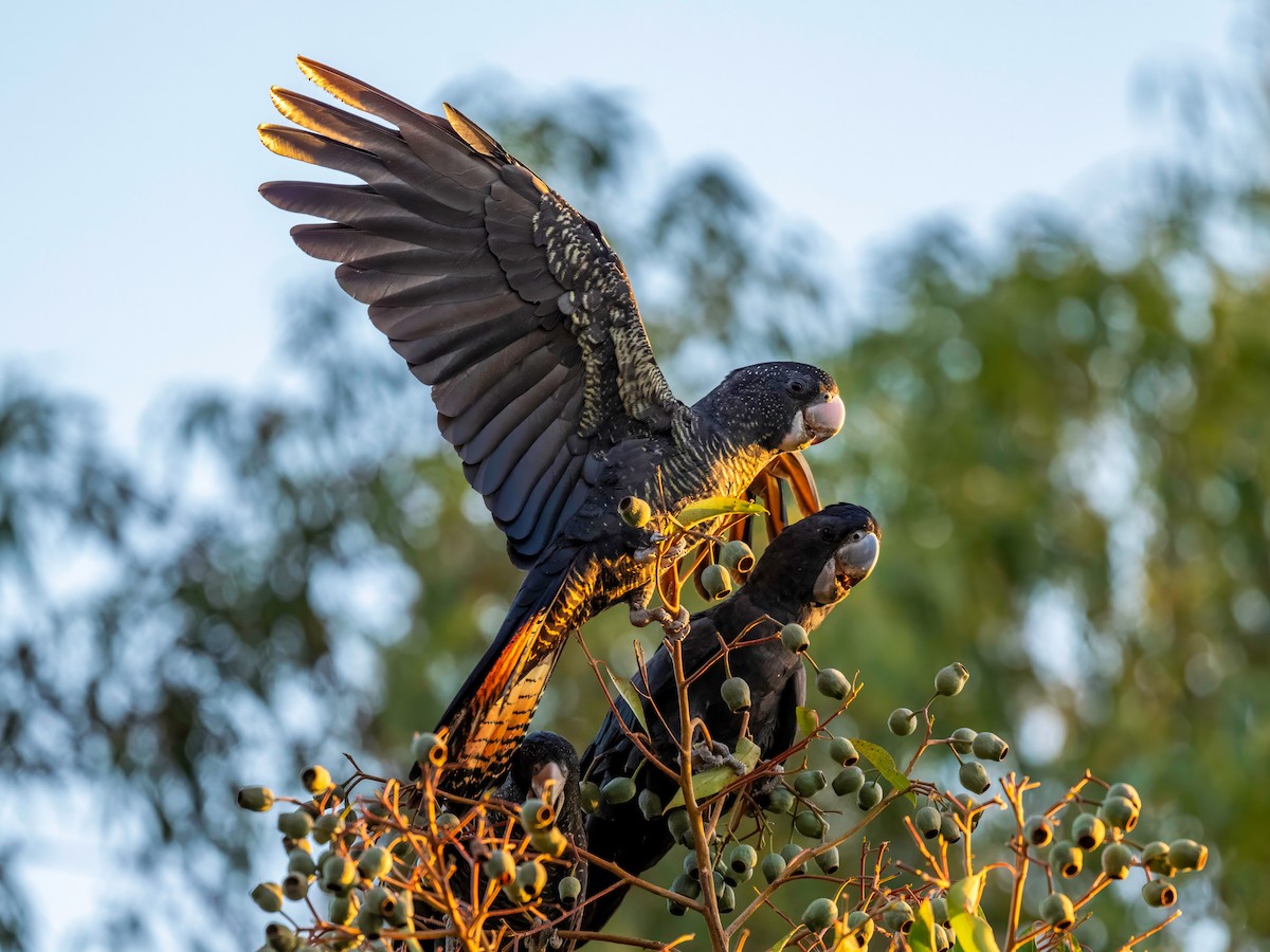 Red-tailed Black-Cockatoo - ML617260827