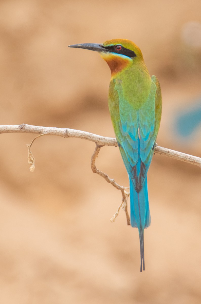 Blue-tailed Bee-eater - ML617260846