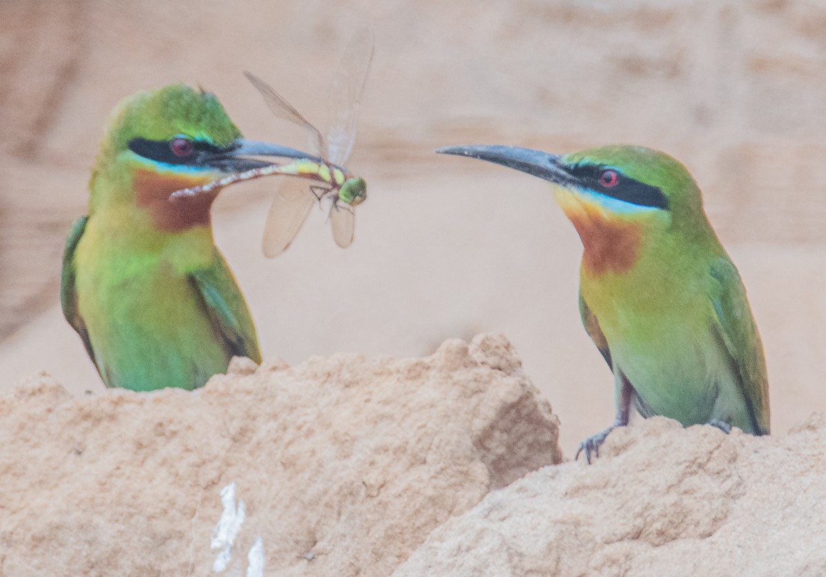 Blue-tailed Bee-eater - ML617260847