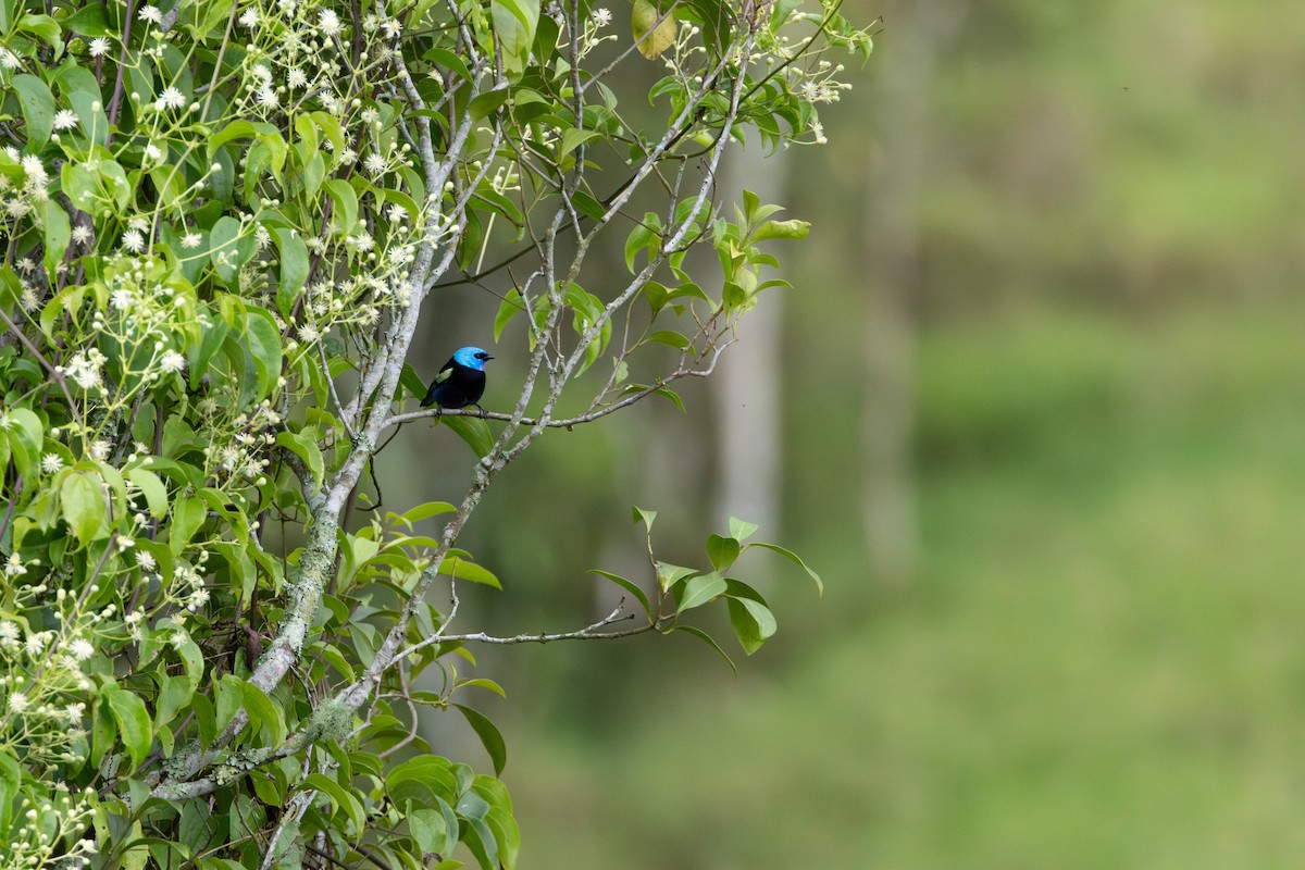 Blue-necked Tanager - ML617261050