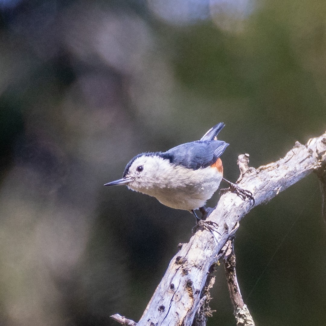 White-cheeked Nuthatch - ML617261104