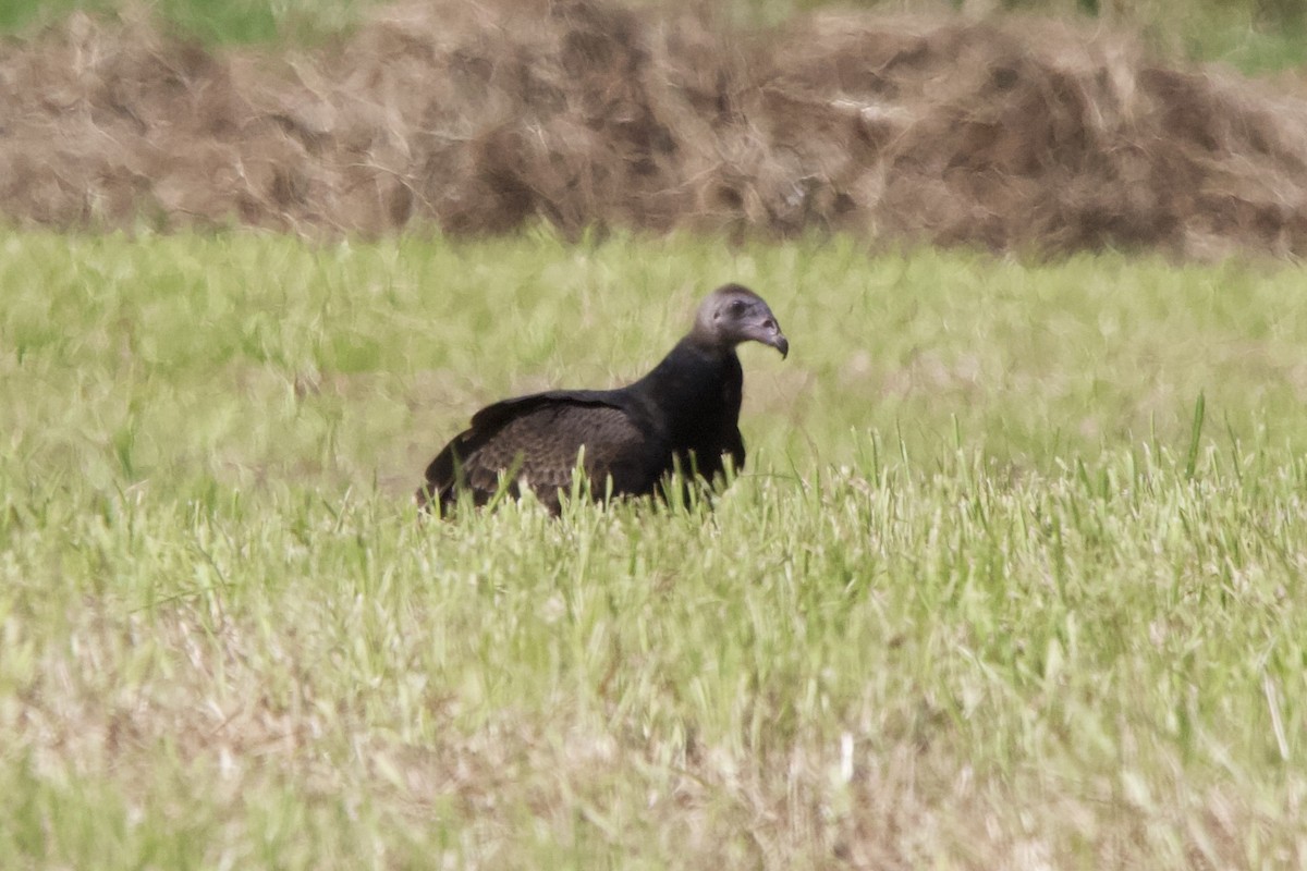 Turkey Vulture - John Shamgochian