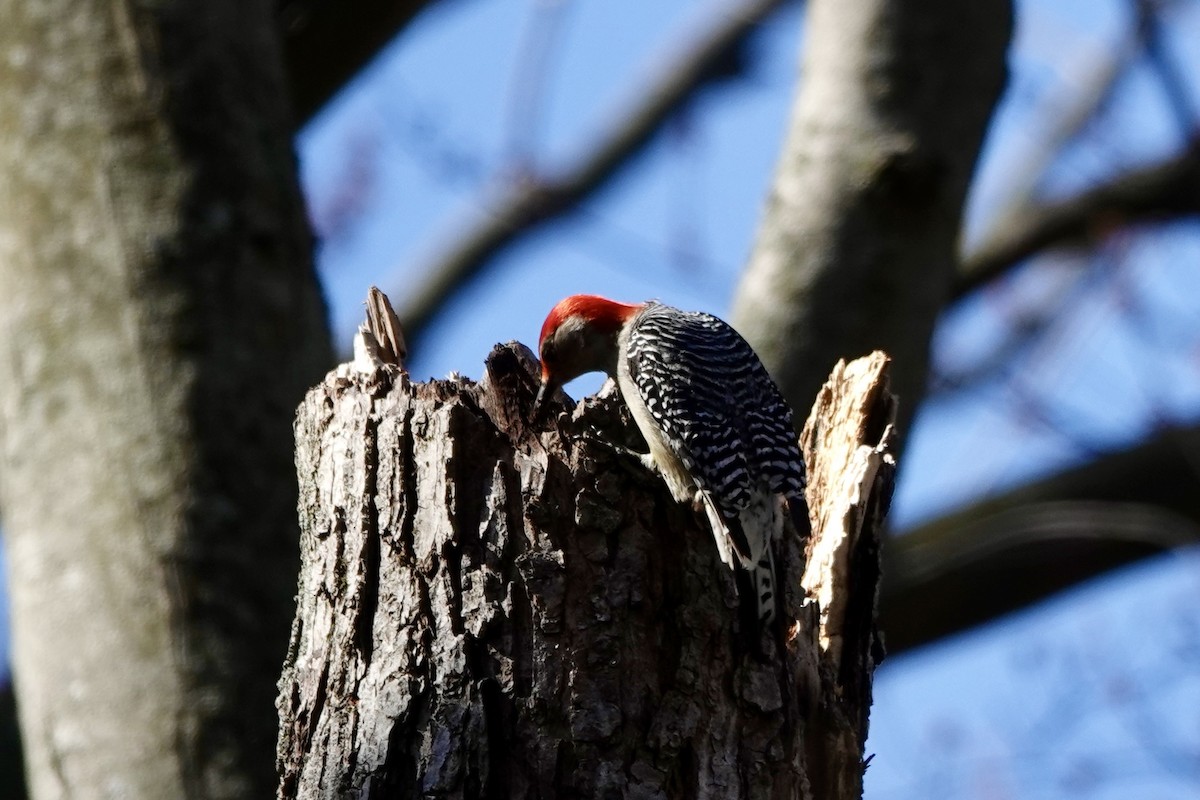 Red-bellied Woodpecker - Marilyn Ohler