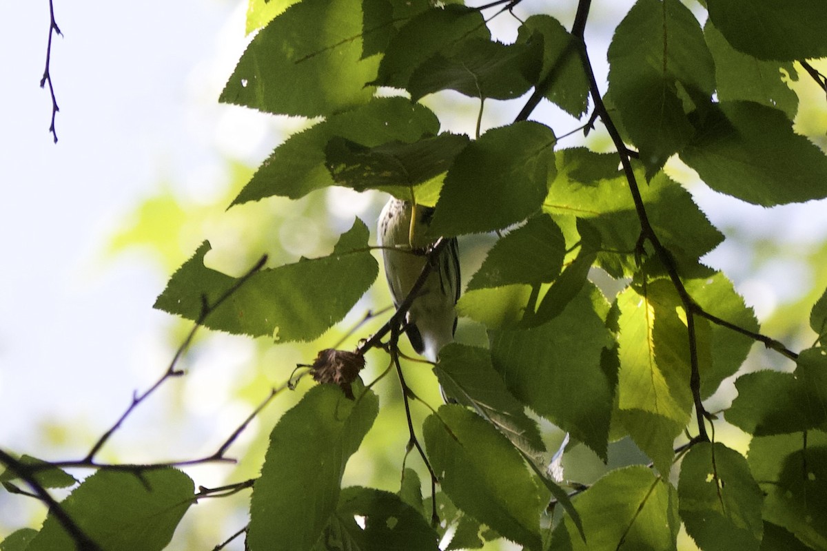 Black-throated Green Warbler - ML617261159