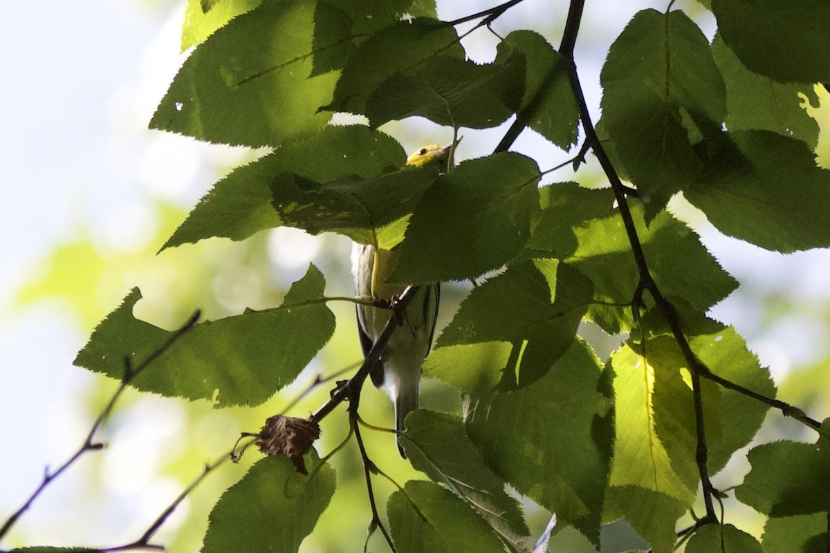 Black-throated Green Warbler - ML617261160