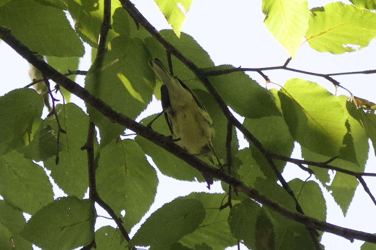 Black-throated Green Warbler - ML617261161