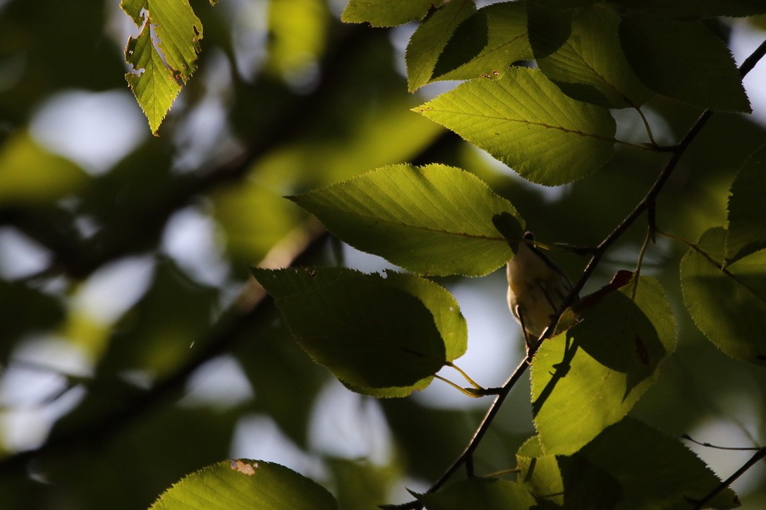 Black-throated Green Warbler - ML617261163