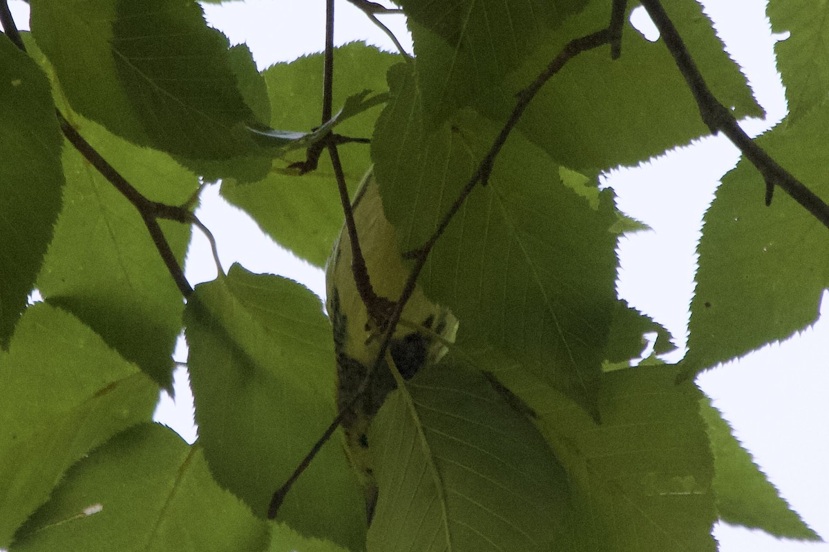 Black-throated Green Warbler - ML617261164