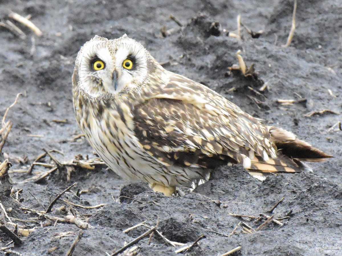 Short-eared Owl - ML617261191