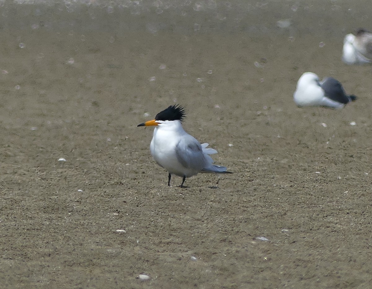 Chinese Crested Tern - ML617261226