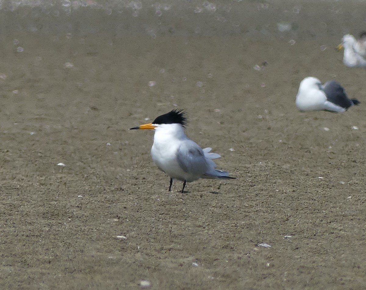 Chinese Crested Tern - ML617261228