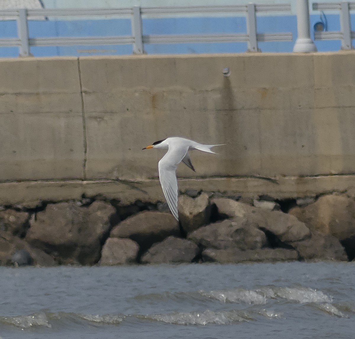 Chinese Crested Tern - ML617261235